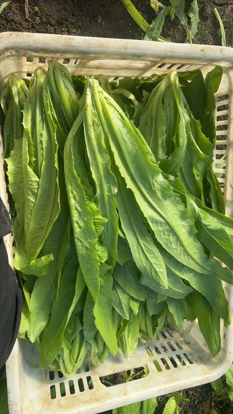 精品翠叶油麦菜