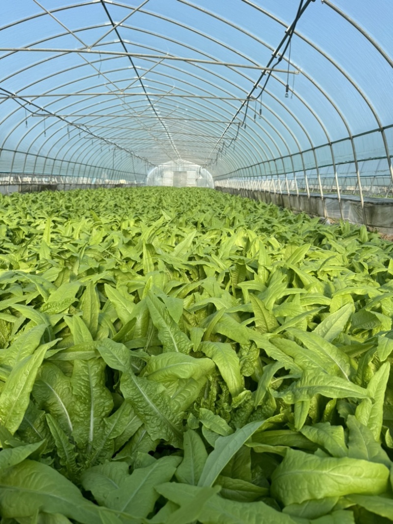 精品翠叶油麦菜