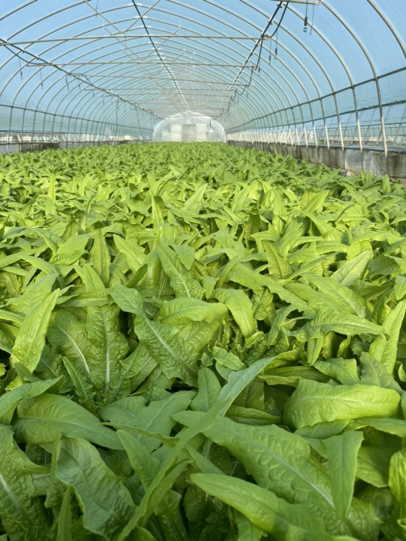精品翠叶油麦菜