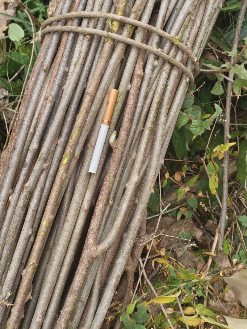 【推荐】水杨桃枝条可视频看货对接全国质量保证