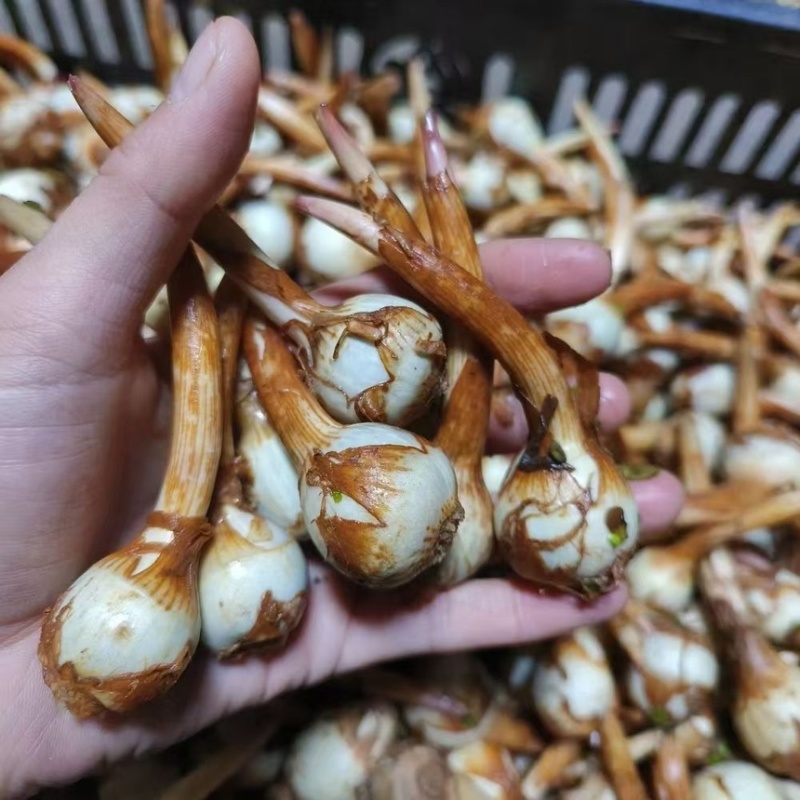 云南精品蓝白慈姑大中小茨菇一手货源全国可发货