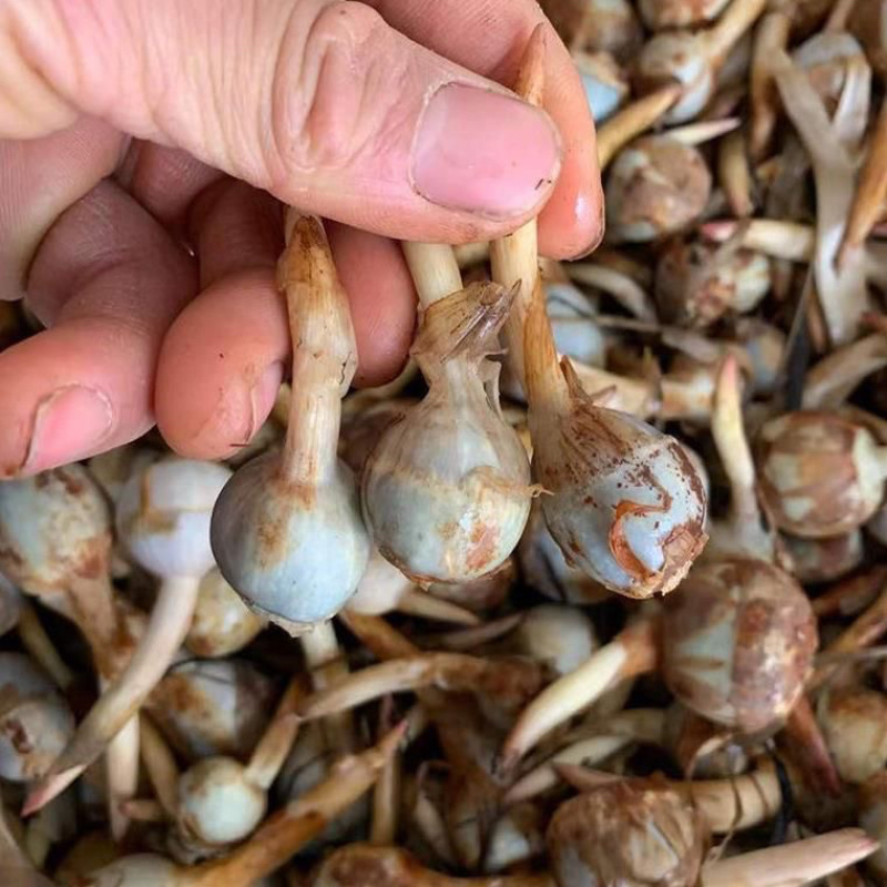云南精品蓝白慈姑大中小茨菇一手货源全国可发货