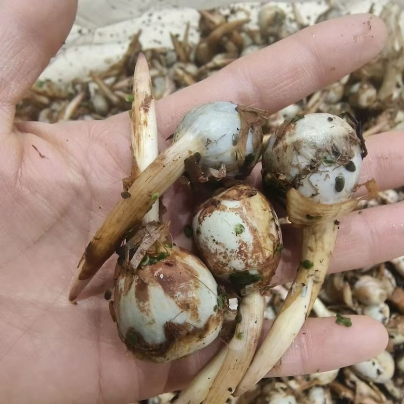 云南精品蓝白慈姑大中小茨菇一手货源全国可发货