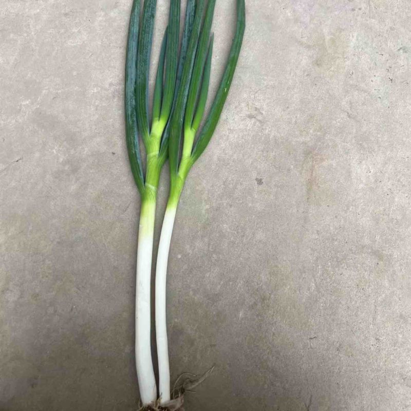 大葱，钢葱，粗钢葱