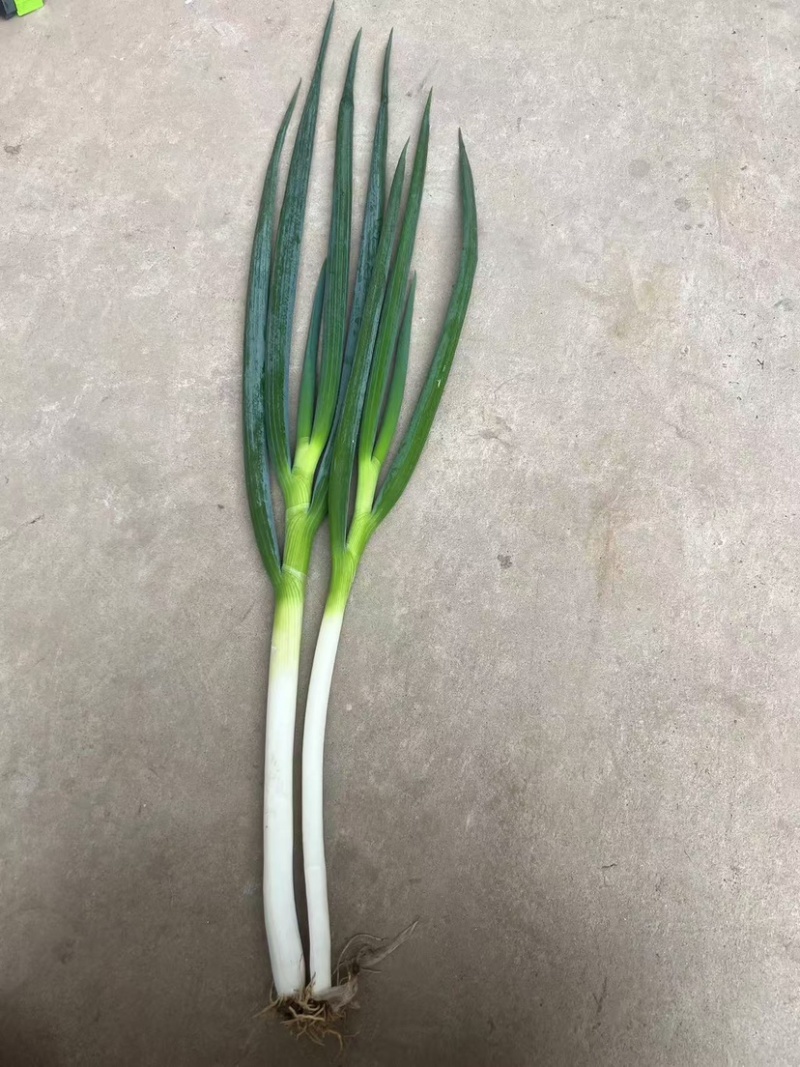 大葱，钢葱，粗钢葱