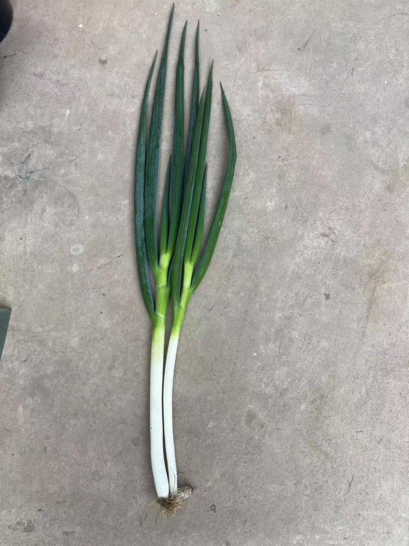 大葱，钢葱，粗钢葱