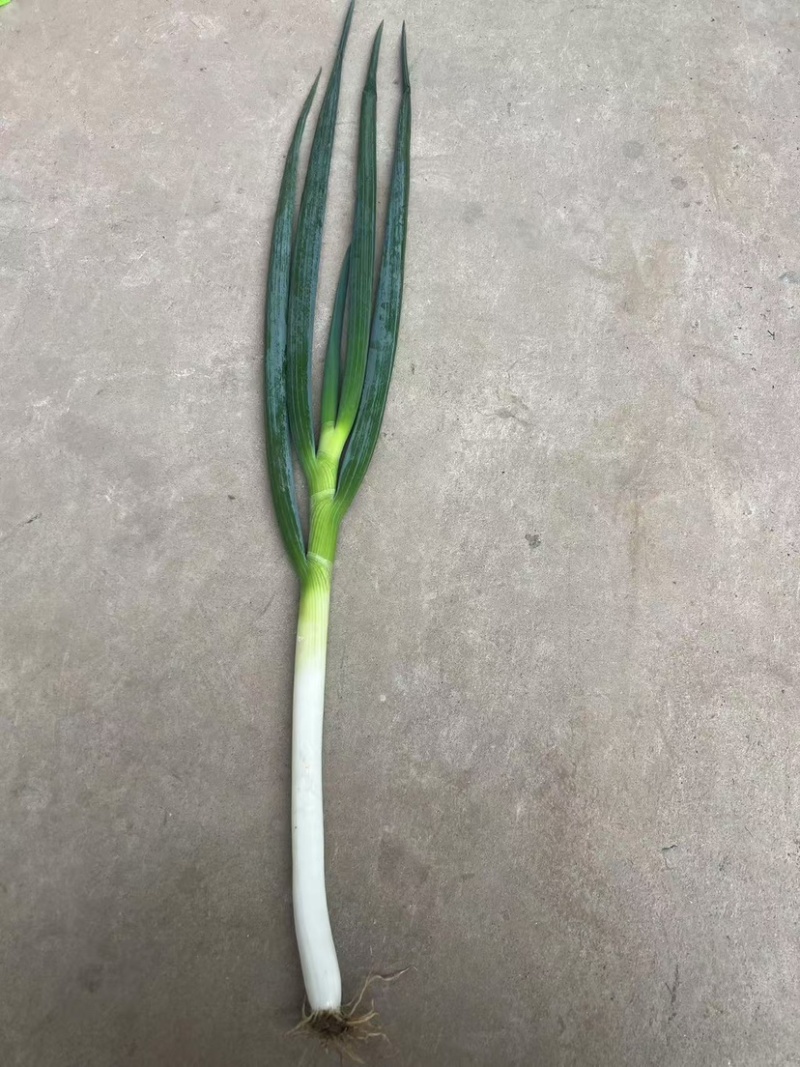 大葱，钢葱，粗钢葱
