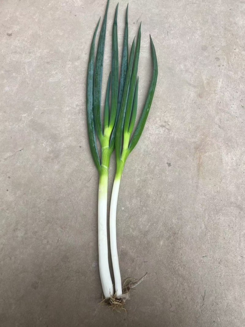 大葱，钢葱，粗钢葱