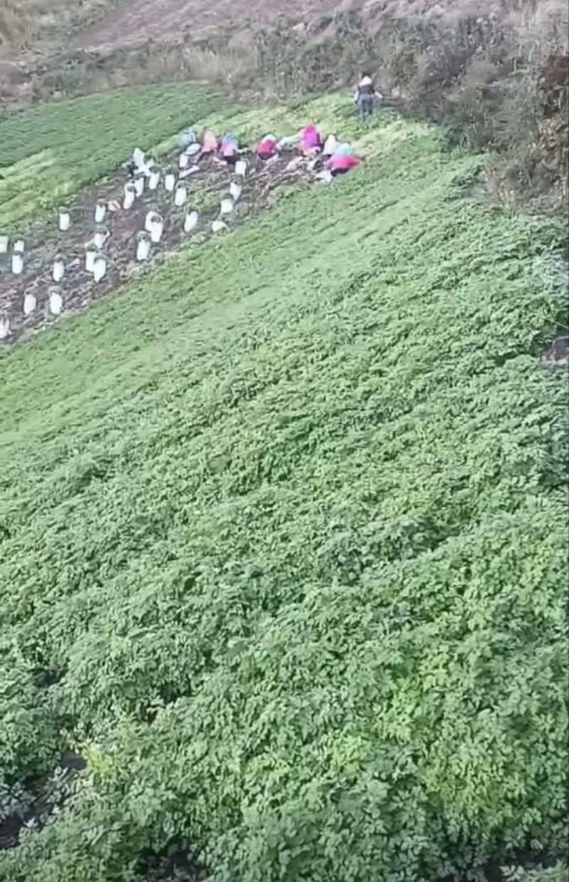 真真岷县当归苗子保质保量供货批发零售