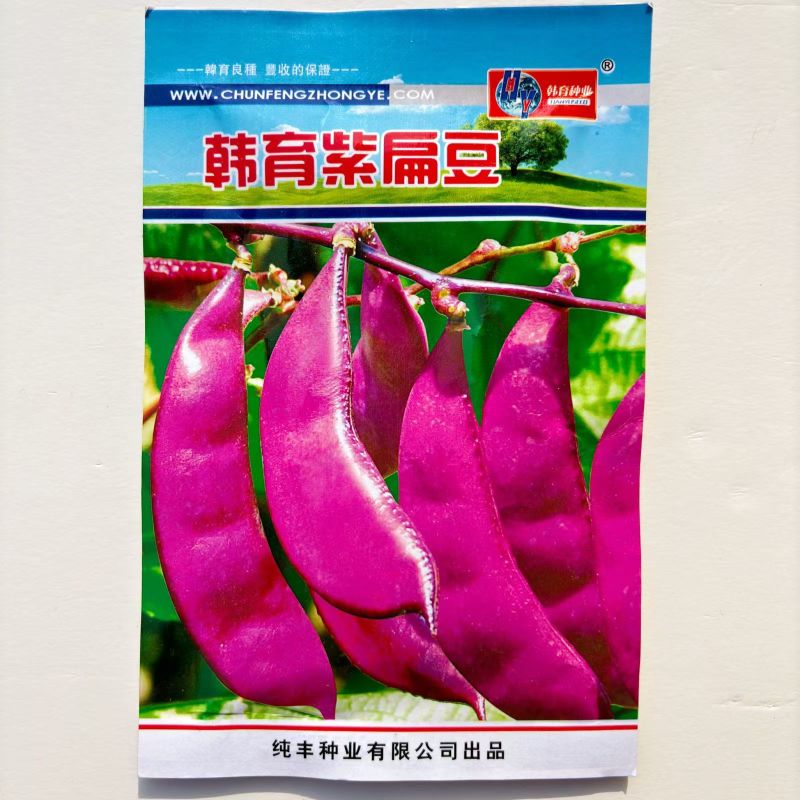 紫扁豆紫眉豆红眉豆种子红峨眉豆蔬菜阳台盆栽大田高产品种易