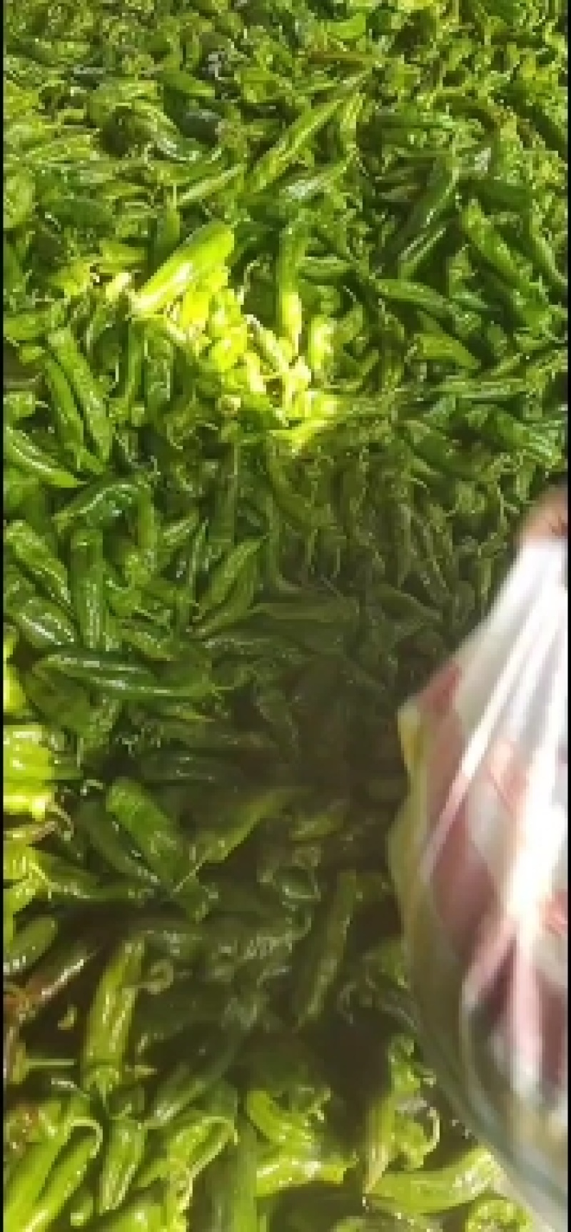 夏邑县301辣椒正在上市