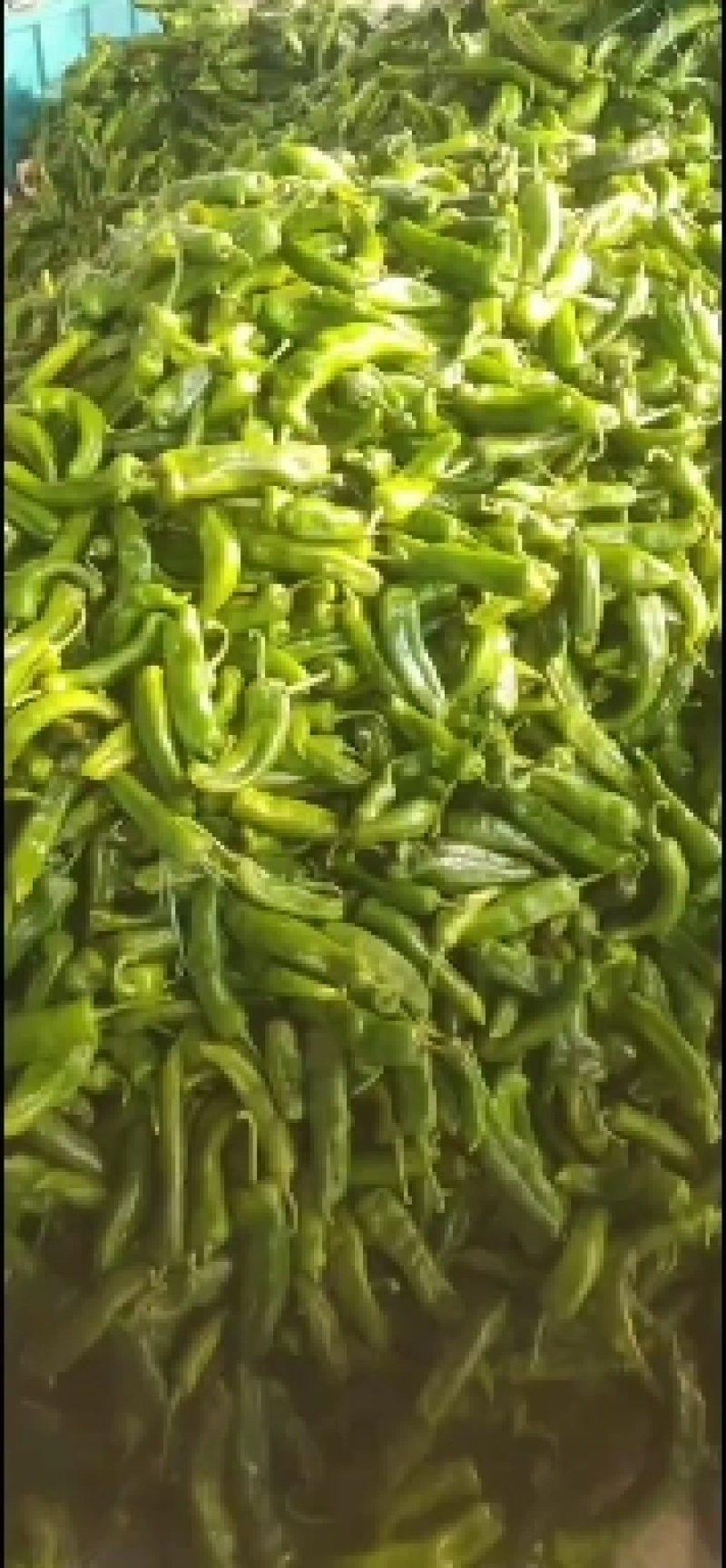 夏邑县301辣椒正在上市