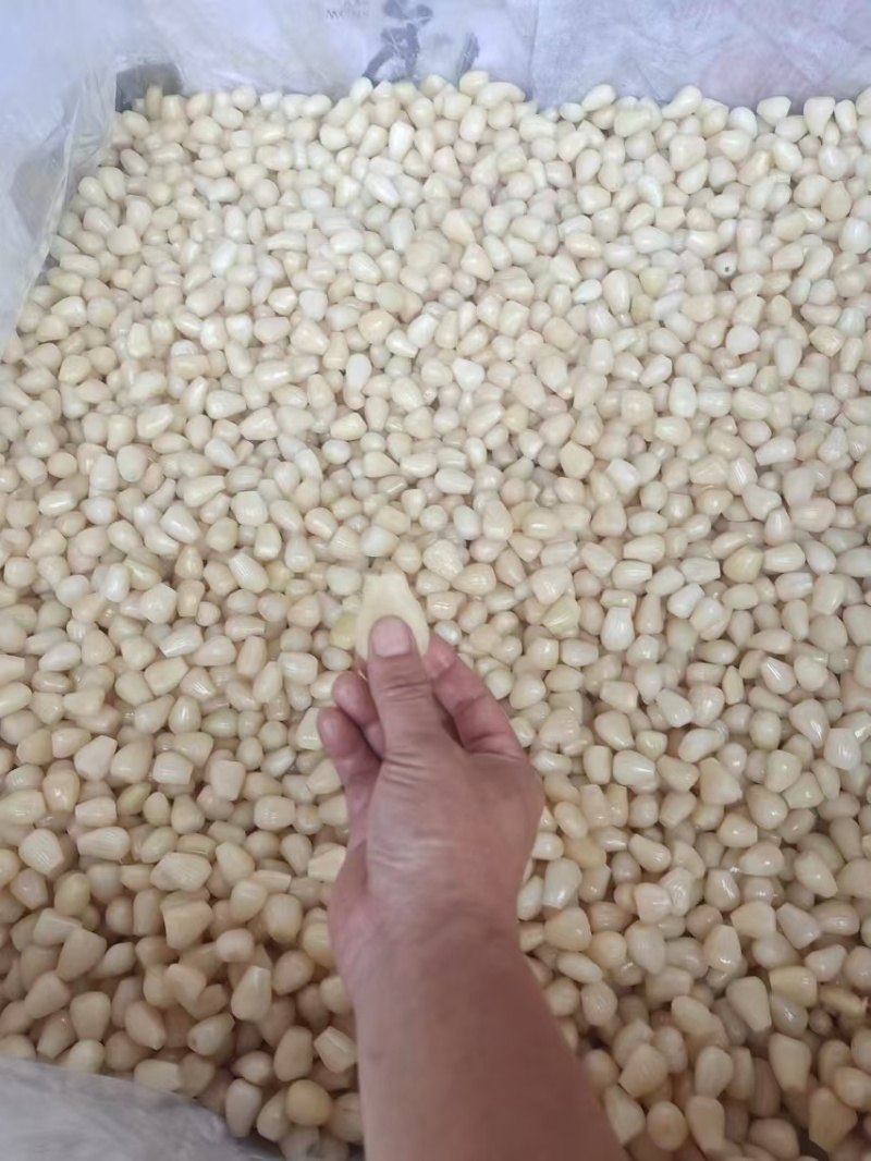 藠头产地直发，大量供应，一手货源，价格优惠