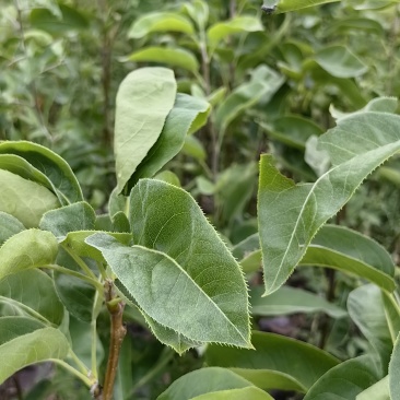 夏至蜜梨苗早熟优良品种