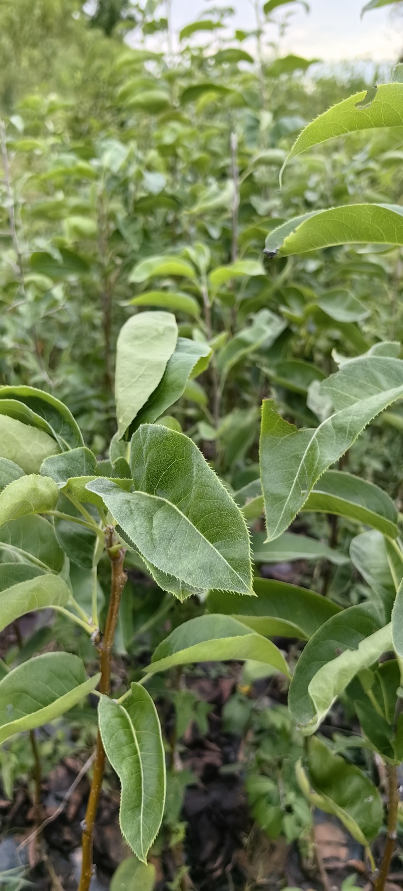 夏至蜜梨苗早熟优良品种