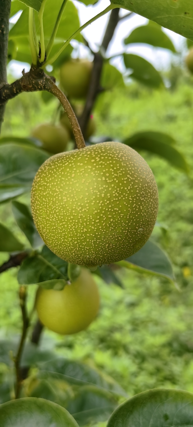 夏至蜜梨苗早熟优良品种