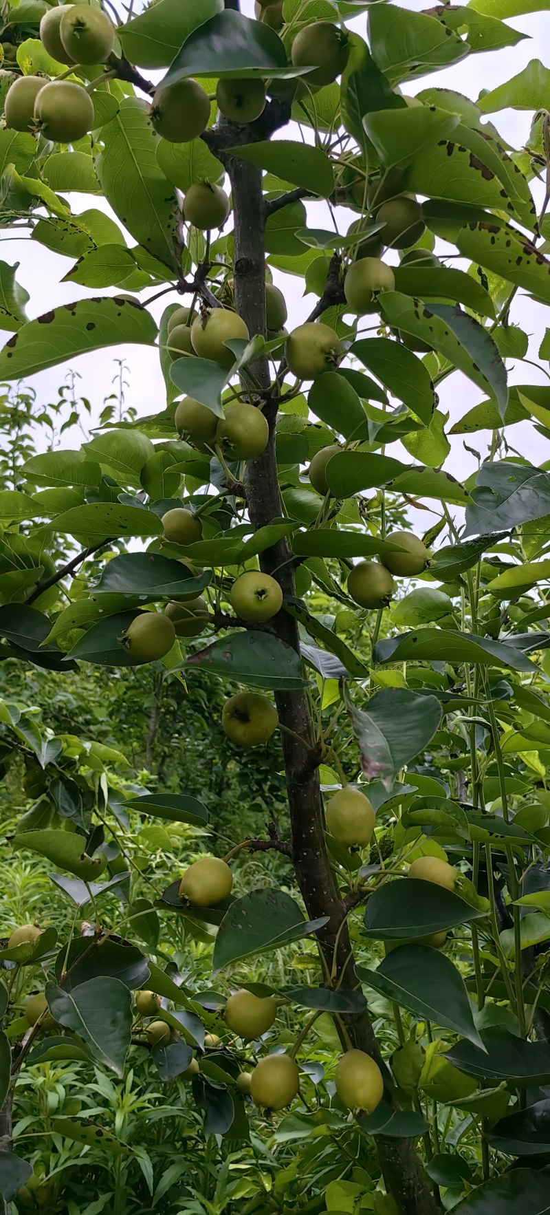 夏至蜜梨苗早熟优良品种