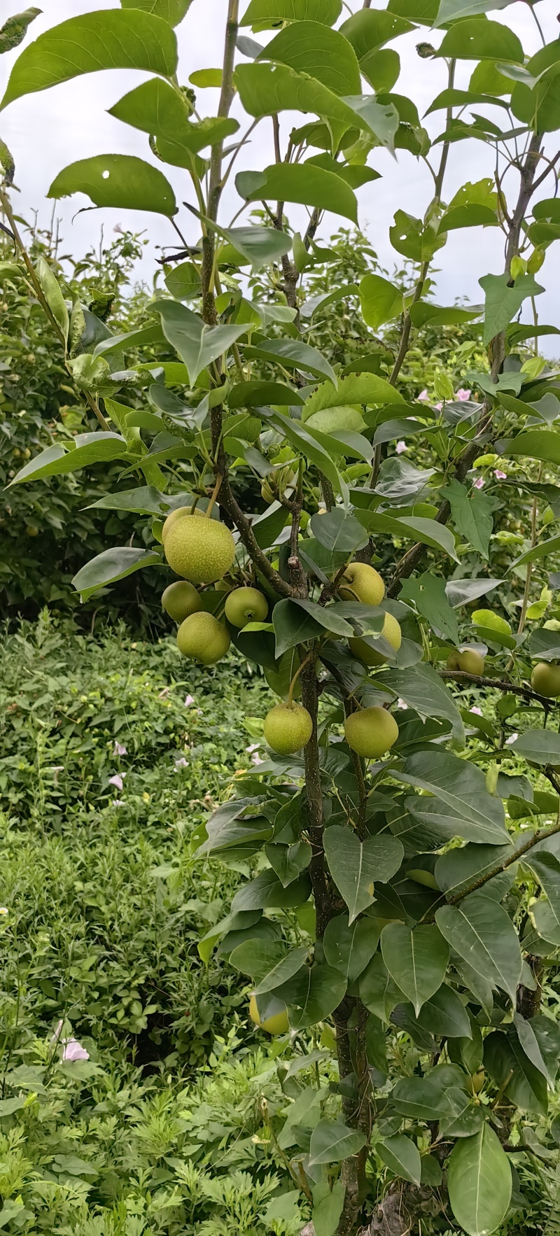 夏至蜜梨苗早熟优良品种