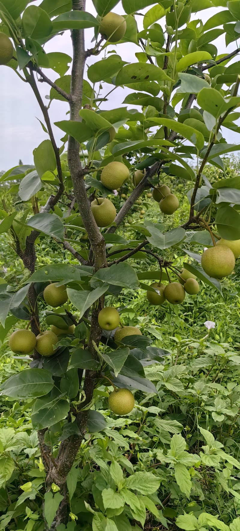 夏至蜜梨苗早熟优良品种
