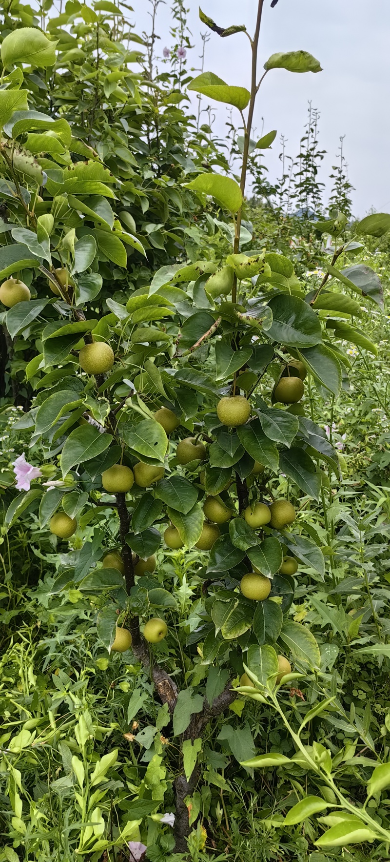 夏至蜜梨苗早熟优良品种