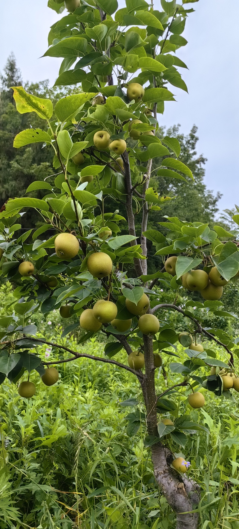 夏至蜜梨苗早熟优良品种