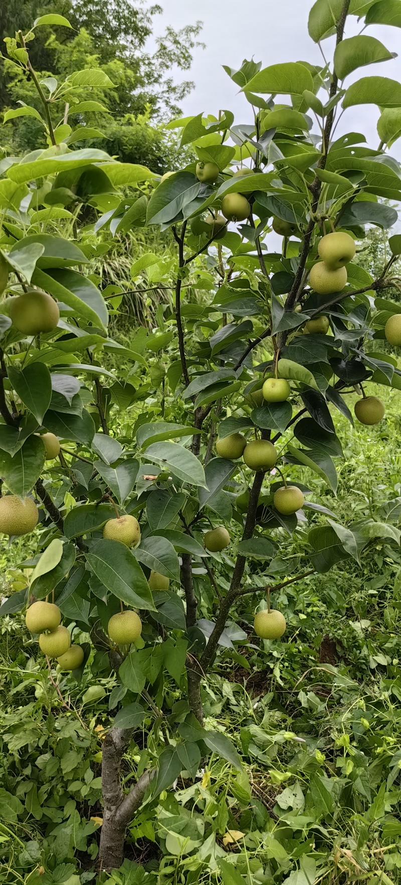 夏至蜜梨苗早熟优良品种