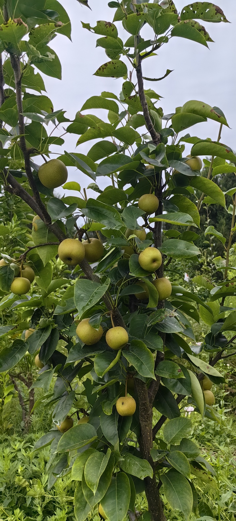 夏至蜜梨苗早熟优良品种