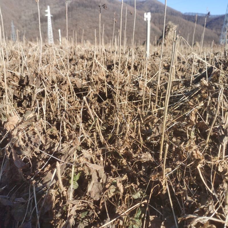 短梗刺五加