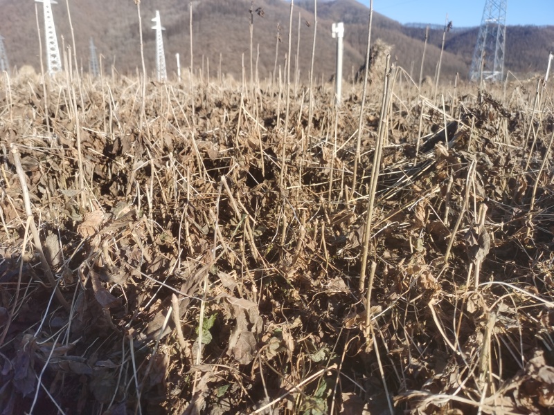 短梗刺五加