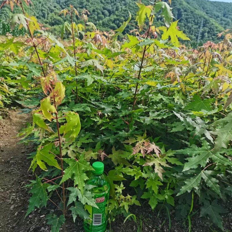 元宝枫苗