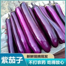 【广东茄子】紫色长茄/湛江茄子/产地货源/全国供应市场