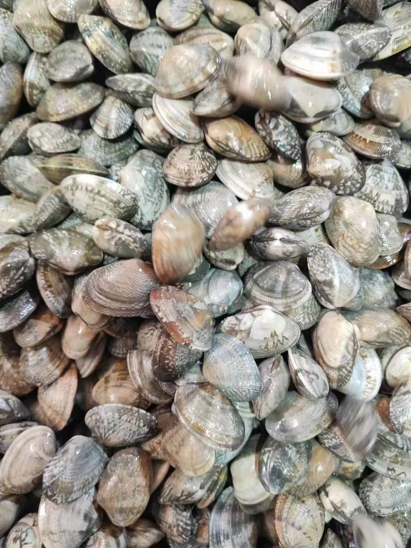 辽宁东港本地精品无沙花甲