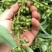 纯山苍子油（木姜子油）热卖中