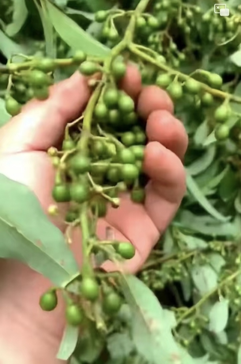 纯山苍子油（木姜子油）热卖中