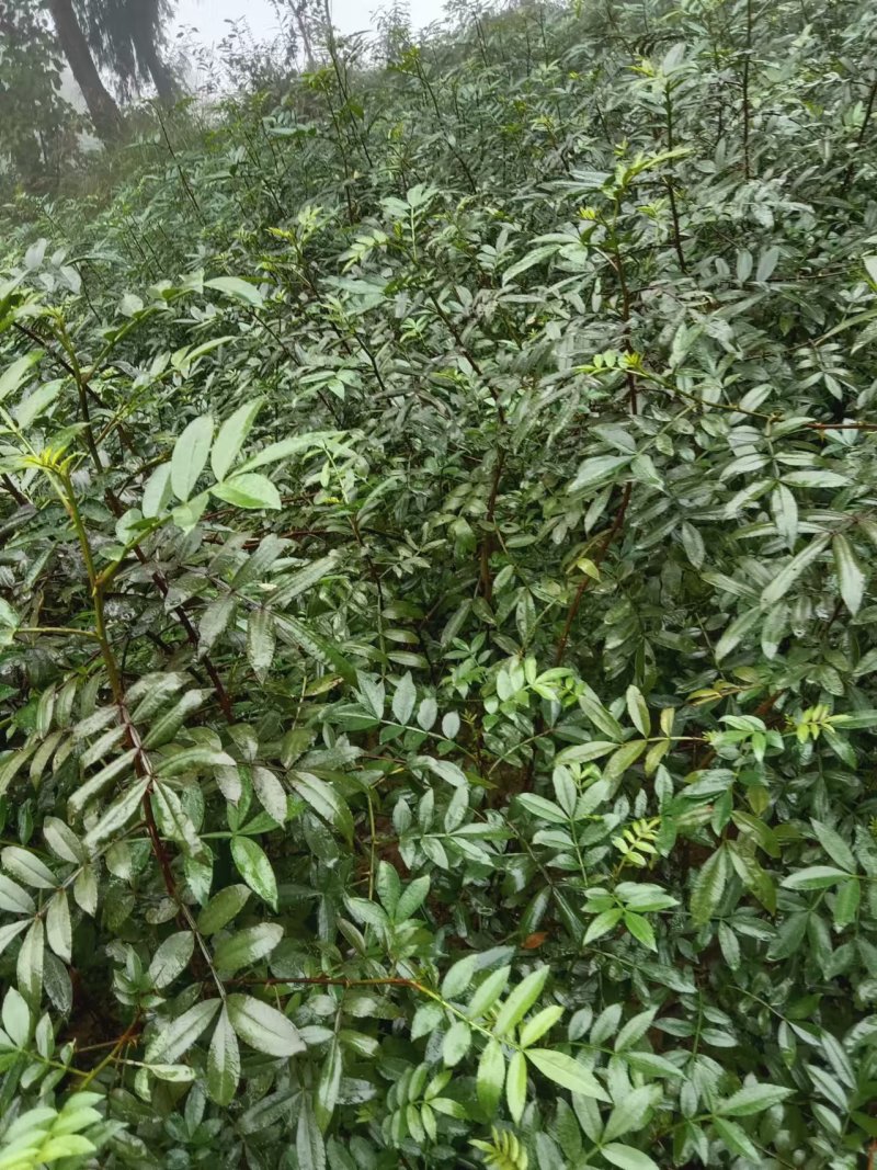大红袍花椒，九月青椒苗，四川发货