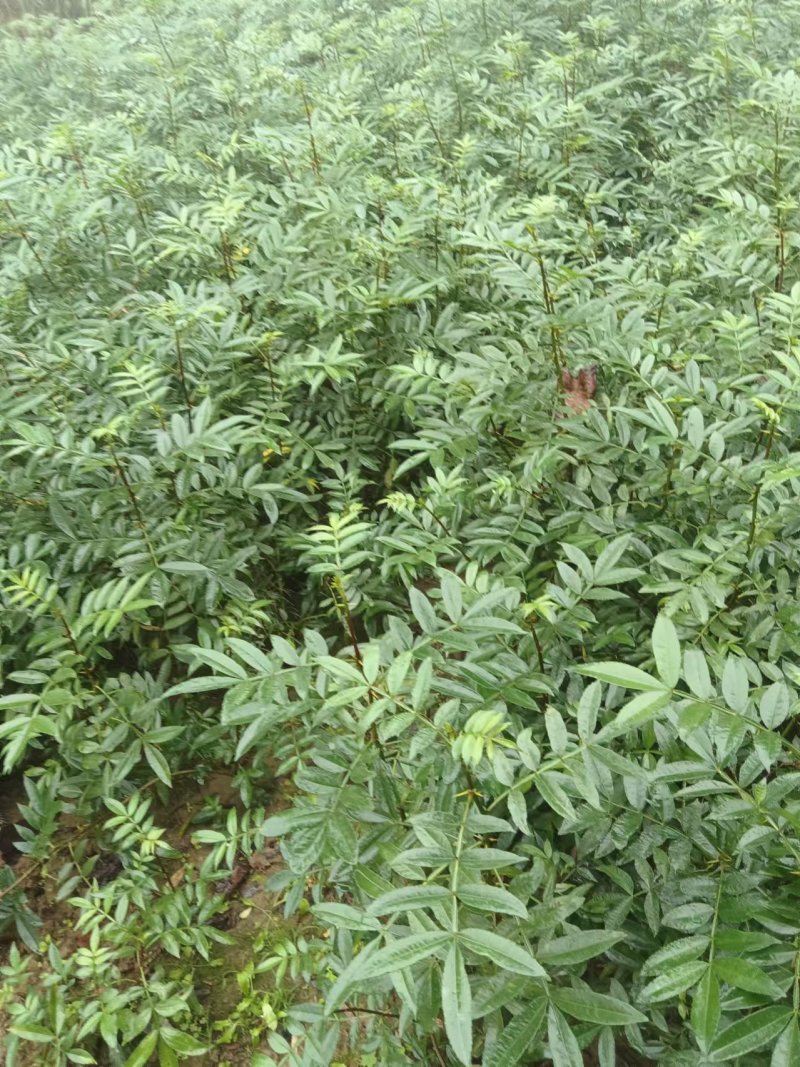 大红袍花椒，九月青椒苗，四川发货