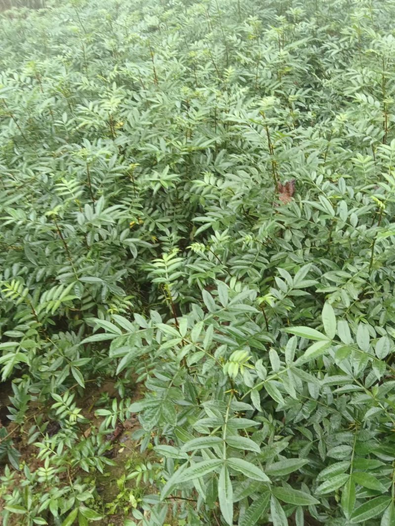 大红袍花椒，九月青椒苗，四川发货