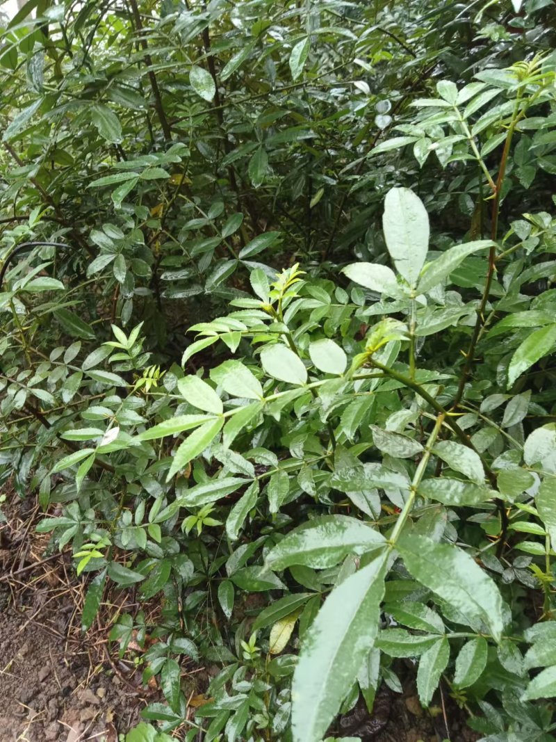 大红袍花椒，九月青椒苗，四川发货