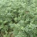 大红袍花椒，九月青椒苗，四川发货