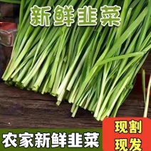 【热卖】韭菜/广东韭菜/湛江韭菜/自家基地/全国供应发货