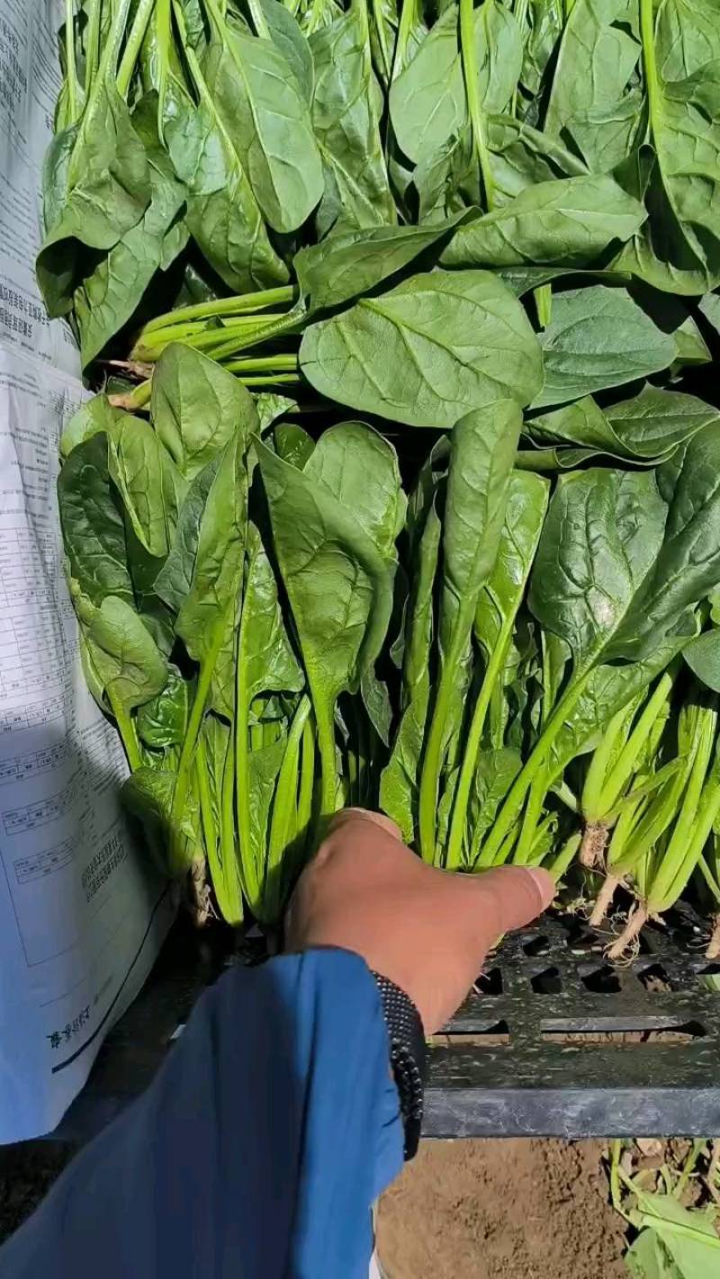 山东波菜大叶小叶基地直发货源充足诚信经营