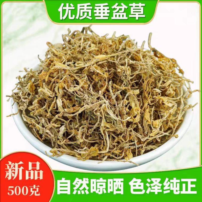 野生垂盆草中药材500克正品中草药可食用泡茶喝养生茶锤的