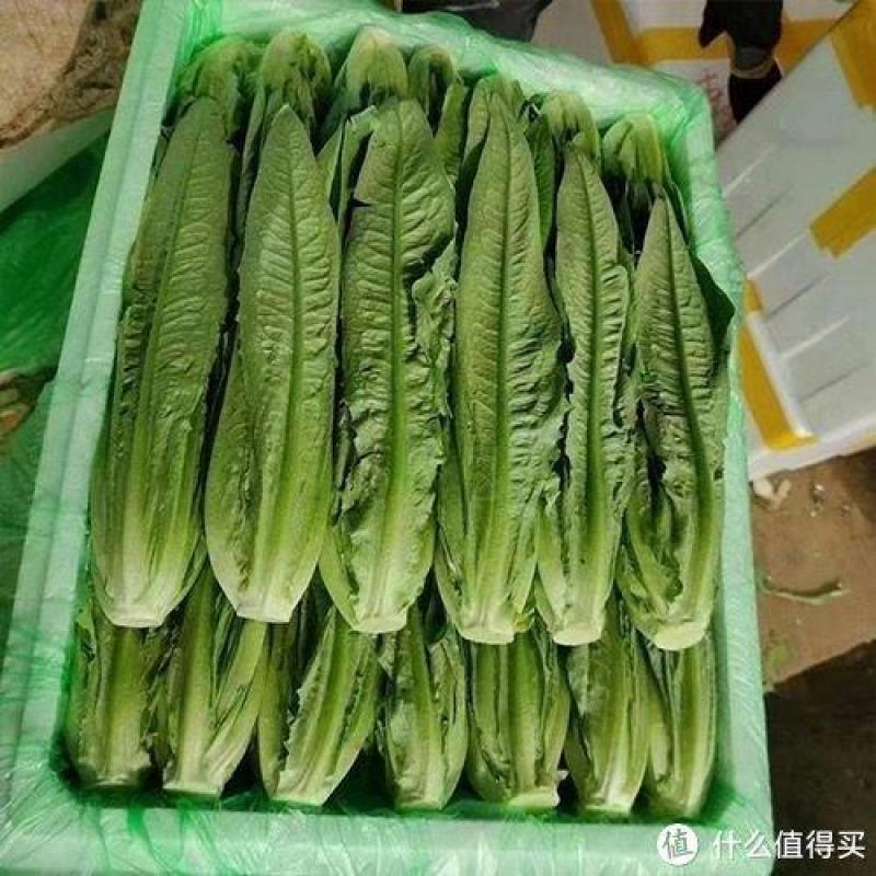 山东油麦菜基地大量上市货源充足对接批发
