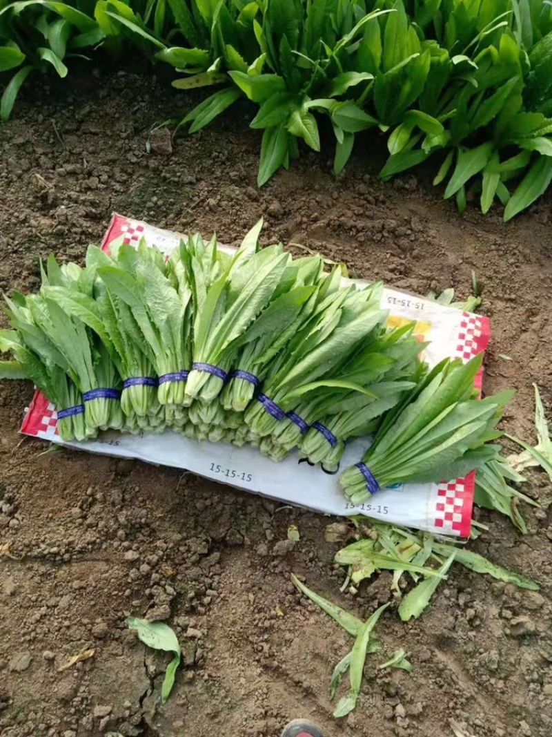 山东油麦菜基地大量上市货源充足对接批发