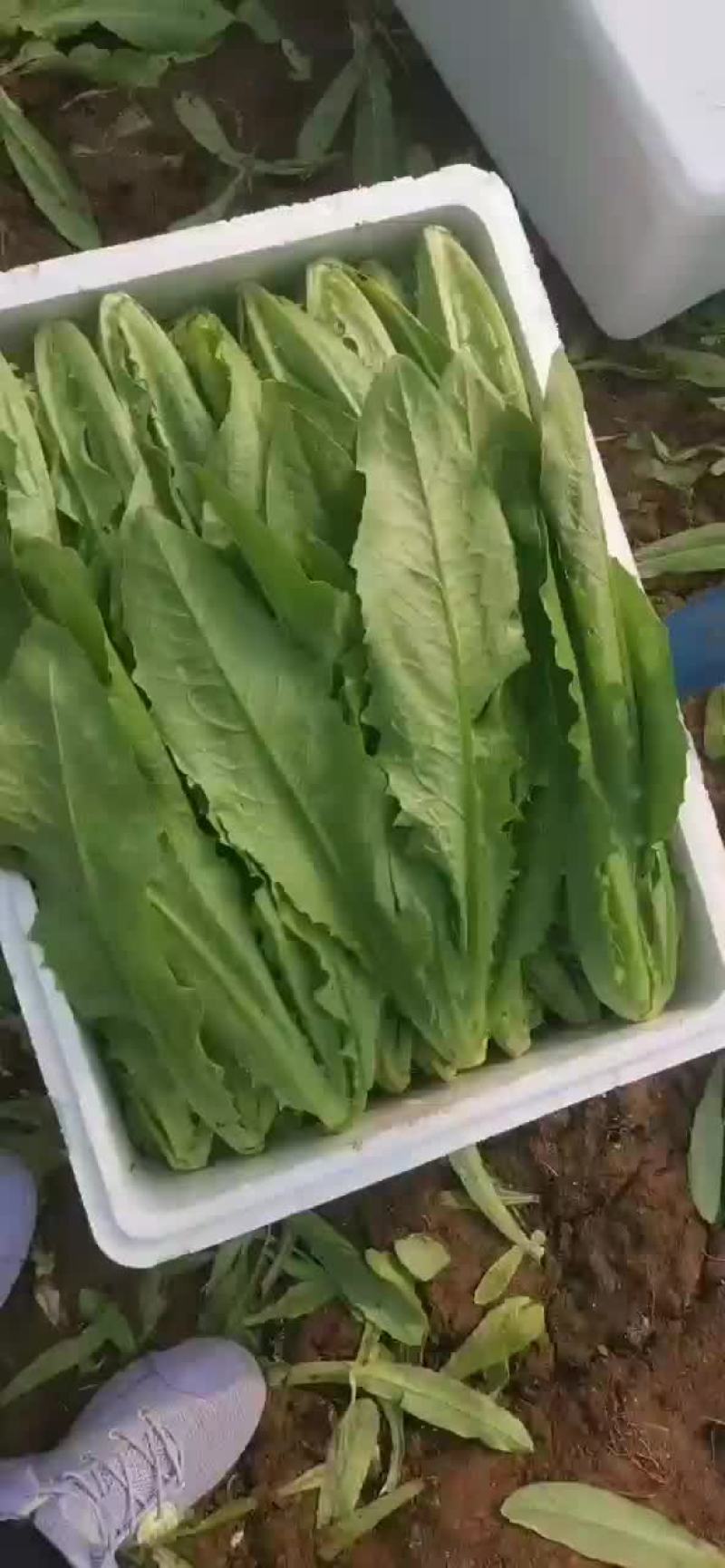 山东油麦菜基地大量上市货源充足对接批发