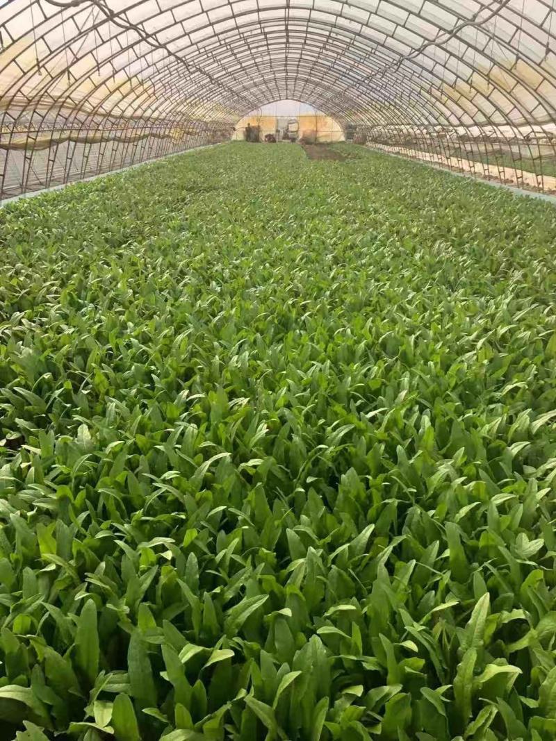 山东油麦菜基地大量上市货源充足对接批发