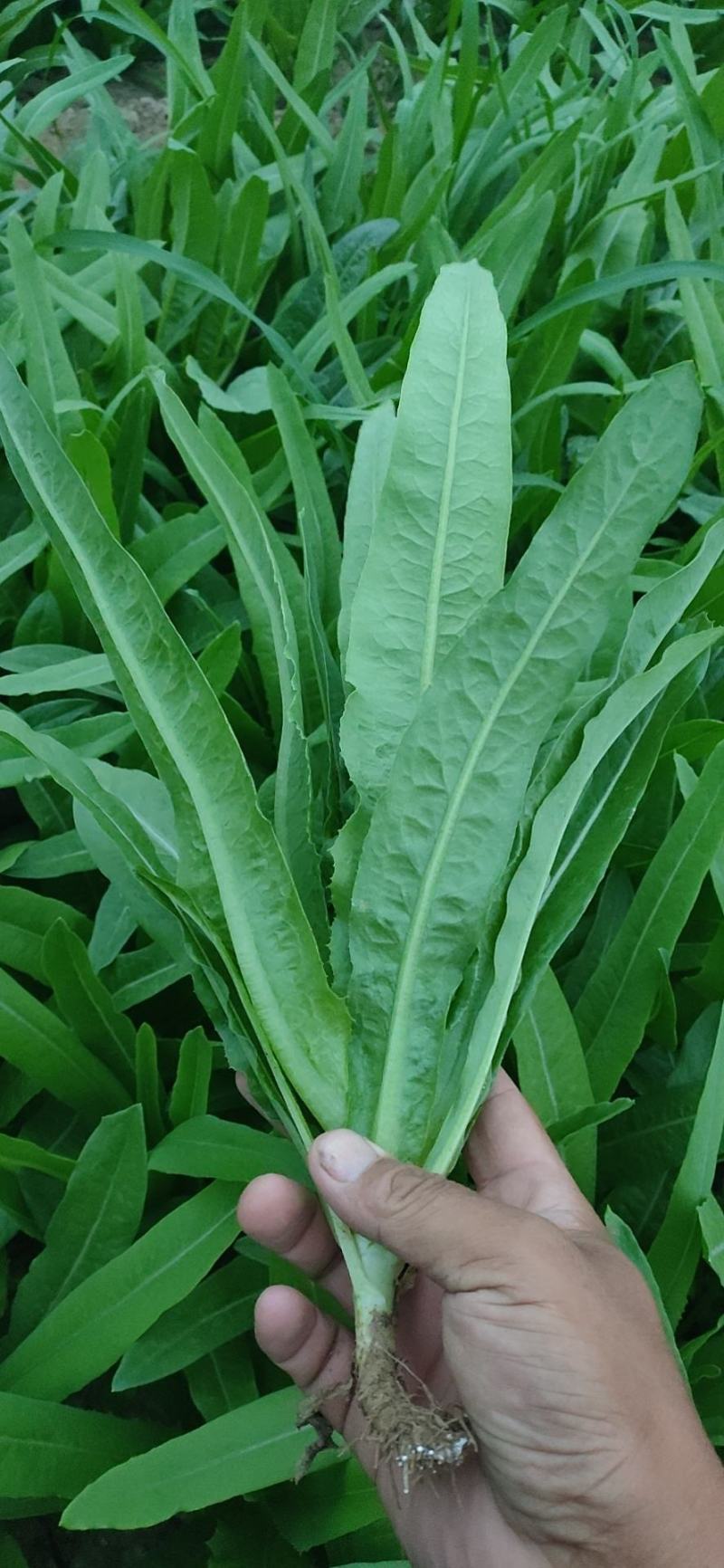 山东油麦菜基地大量上市货源充足对接批发