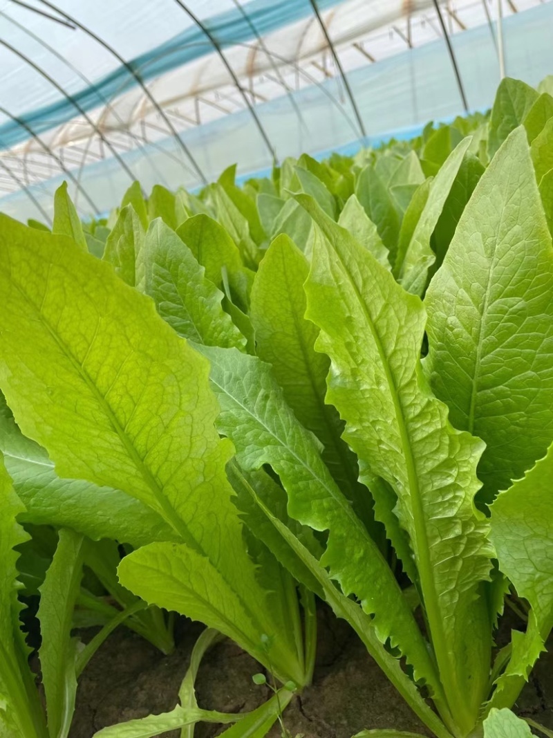 山东油麦菜基地大量上市货源充足对接批发