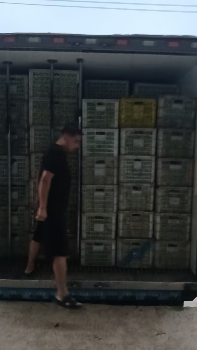 精品小白菜基地直发规格齐全大量上市价格优惠