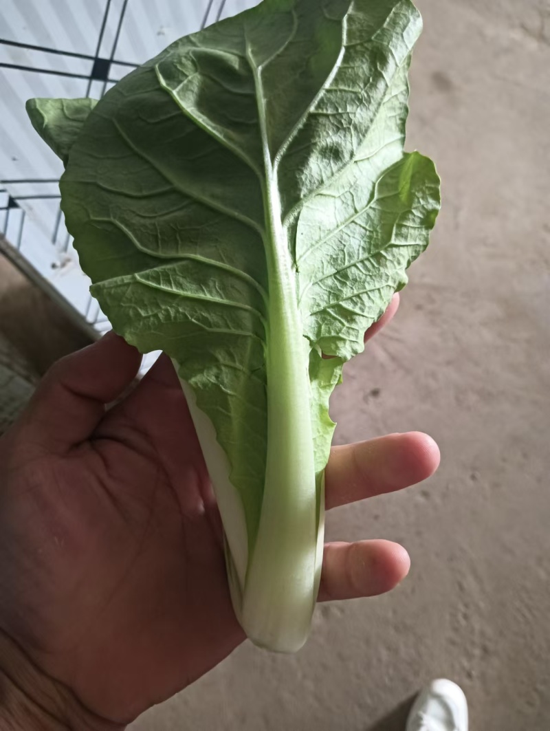 精品小白菜基地直发规格齐全大量上市价格优惠